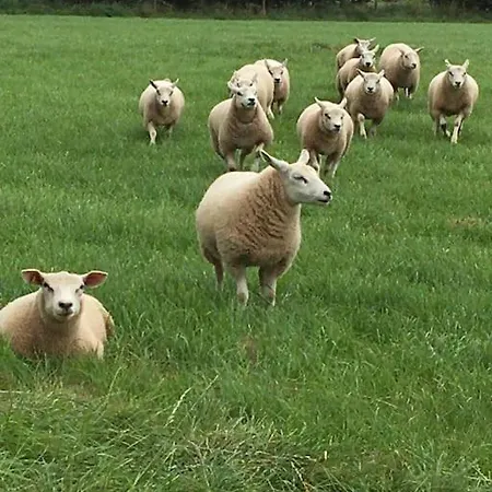 Old Chapel Hayton Cumbria Ca89hr *