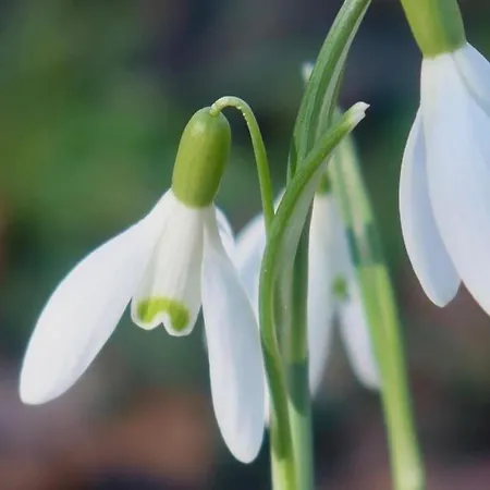 Old Chapel Hayton Cumbria Ca89hr Casa vacanze *