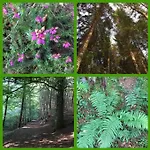 Old Chapel Hayton Cumbria Ca89hr *