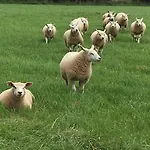 Old Chapel Hayton Cumbria Ca89hr *